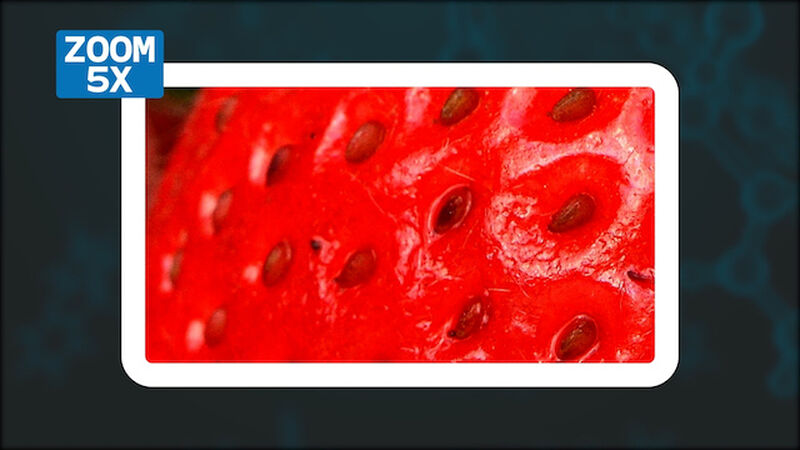 Micro Scoped Food Edition